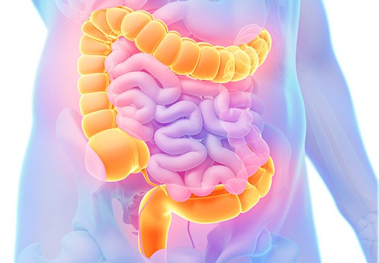 Colon